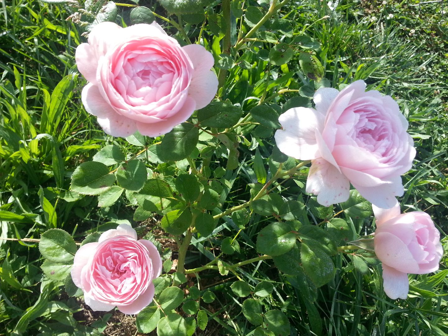 queen of sweden photo 20130525_090031_zpsd791f519.jpg